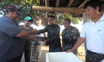 Penyelamatan Penyu Sisik di Pantai Boom