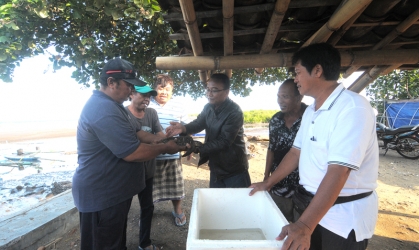 Penyelamatan Penyu Sisik di Pantai Boom