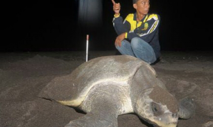 Penyelamatan Penyu di Pantai Boom