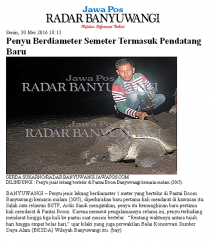 Penyu Bertelur di Pantai Boom