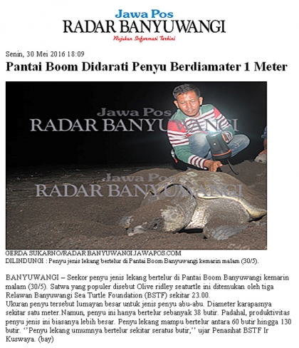 Penyu Bertelur di Pantai Boom