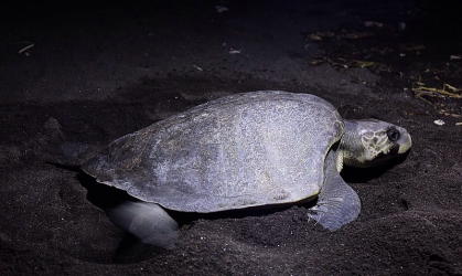 Penyu Bertelur di Pantai Boom