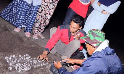 Penyu Bertelur di Pantai Boom