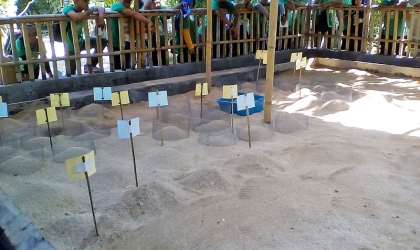 Pelatihan Identifikasi Penyu