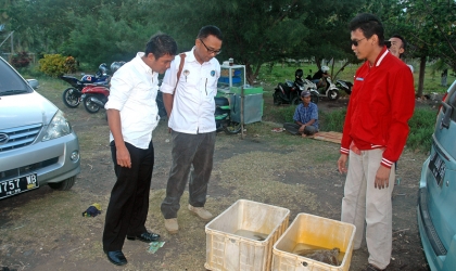 Pelepasliaran Penyu Setelah Tersangkut Jaring Nelayan