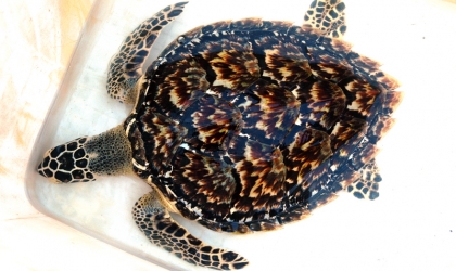 Pelepasliaran Penyu Setelah Tersangkut Jaring Nelayan