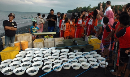 Pelepasliaran Tukik Bersama Lion Club