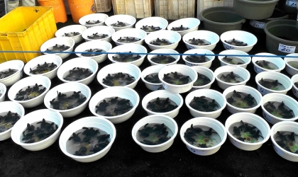 Pelepasliaran Tukik Bersama Lion Club