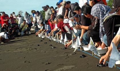 Pelepasliaran Tukik Bersama Putri Pariwisata Indonesia