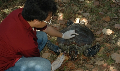 Pemeriksaan Kesehatan Penyu Oleh Drh. Aditya
