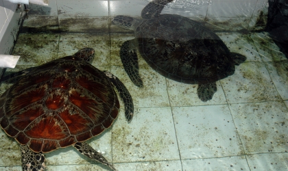 Pemeriksaan Kesehatan Penyu Oleh Drh. Aditya