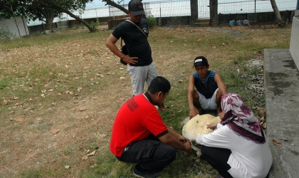 Pemeriksaan Kesehatan Penyu Oleh Drh. Rifki