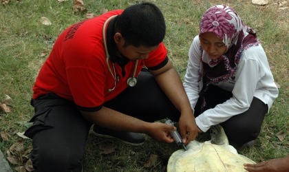 Pemeriksaan Kesehatan Penyu Oleh Drh. Rifki