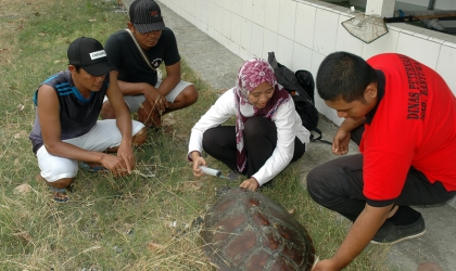 Pemeriksaan Kesehatan Penyu Oleh Drh. Rifki