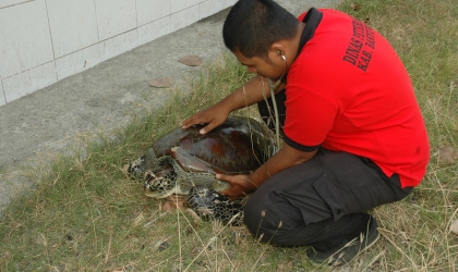 Pemeriksaan Kesehatan Penyu Oleh Drh. Rifki