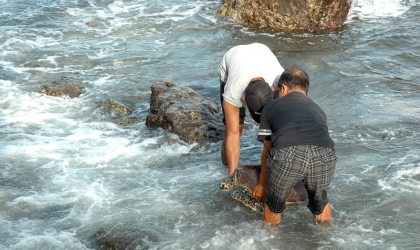 Pelepasliaran Penyu Sitaan