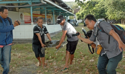 Pelepasliaran Penyu Sitaan