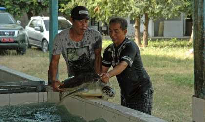 Pelepasliaran Penyu Sitaan
