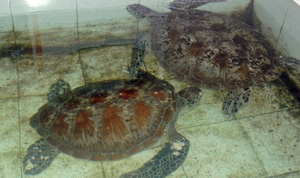 Pelepasliaran Penyu Sitaan