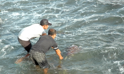 Pelepasliaran Penyu Sitaan
