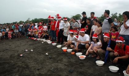 Pelepasliaran Tukik Memperingati Hari Natal