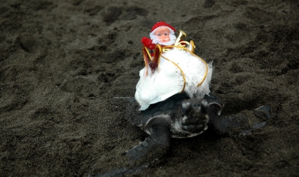 Pelepasliaran Tukik Memperingati Hari Natal