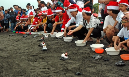 Pelepasliaran Tukik Memperingati Hari Natal