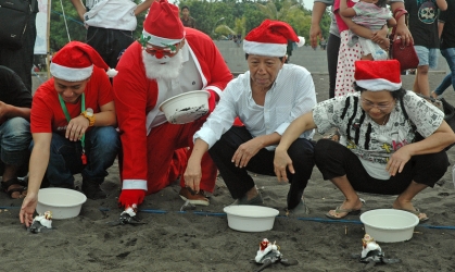 Pelepasliaran Tukik Memperingati Hari Natal