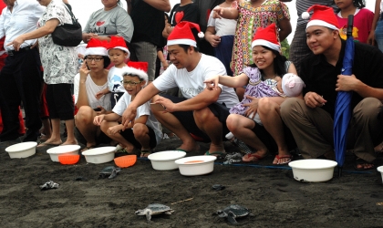 Pelepasliaran Tukik Memperingati Hari Natal