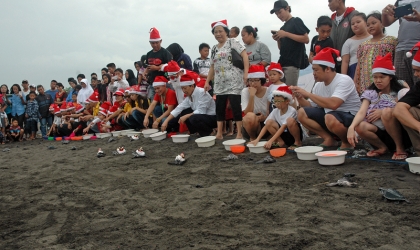 Pelepasliaran Tukik Memperingati Hari Natal