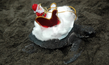 Pelepasliaran Tukik Memperingati Hari Natal