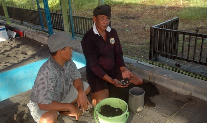 Menemukan Penyu Bertelur di Pantai Boom