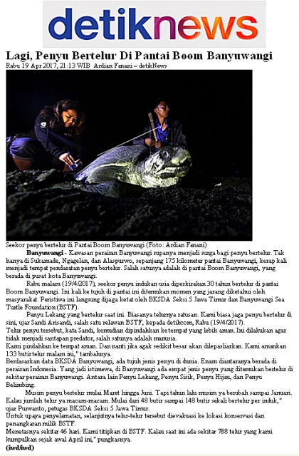 Lagi, Penyu bertelur di Pantai Boom Banyuwangi - DetikNews