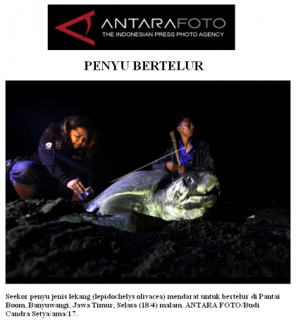 Penyu Bertelur - Antara Foto