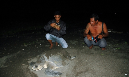 Menemukan Punya Bertelur di Pantai Boom