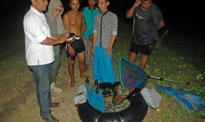 Penyelamatan Penyu Hijau di Pantai Wongsorejo