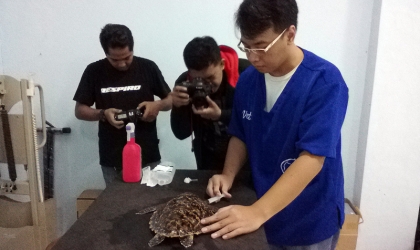 Pemeriksaan Penyu Sakit Dr. Aditya