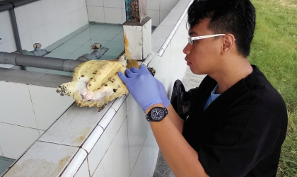 Pemeriksaan Penyu Sakit Dr. Aditya