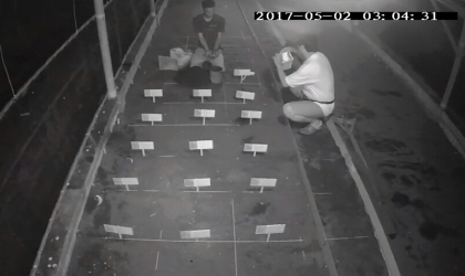 Menemukan Punya Bertelur di Pantai Boom