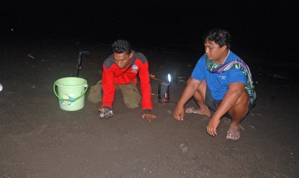 Menemukan Punya Bertelur di Pantai Boom