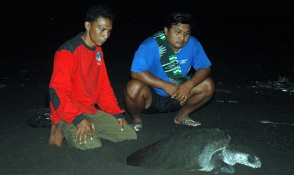 Menemukan Punya Bertelur di Pantai Boom