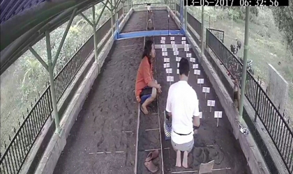 Menemukan Punya Bertelur di Pantai Mirah