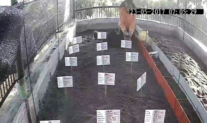 Menemukan Punya Bertelur di Pantai Boom