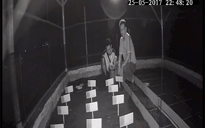 Menemukan Penyu Bertelur di Pantai Boom