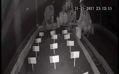 Menemukan Penyu Bertelur di Pantai Santen