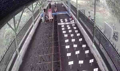 Menemukan Penyu Bertelur di Pantai Mirah