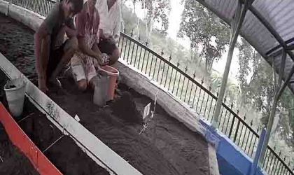 Menemukan Penyu Bertelur di Pantai Mirah