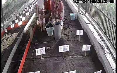 Menemukan Penyu Bertelur di Pantai Mirah