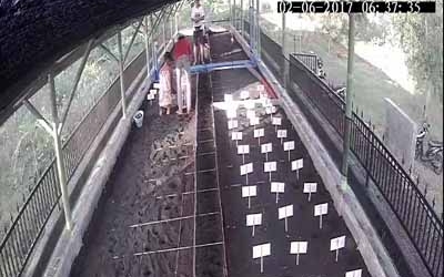 Menemukan Penyu Bertelur di Pantai Mirah