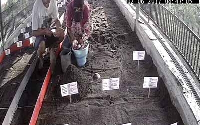 Menemukan Penyu Bertelur di Pantai Mirah